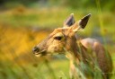 Photo of SITKA BLACK TAIL DEER